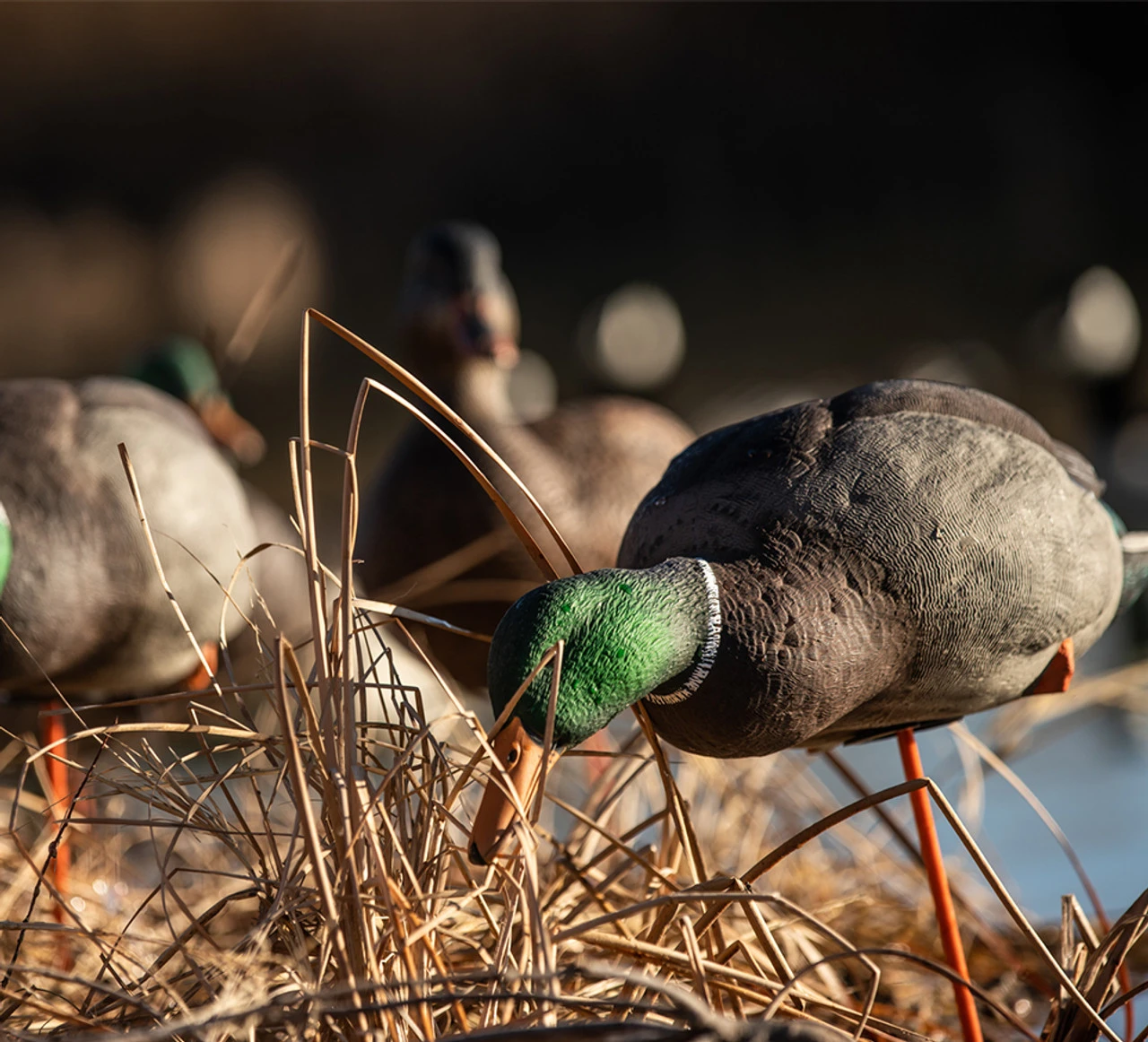 Avian-X AXP Full Body Mallards Fusion Pack (8061) — product image 2