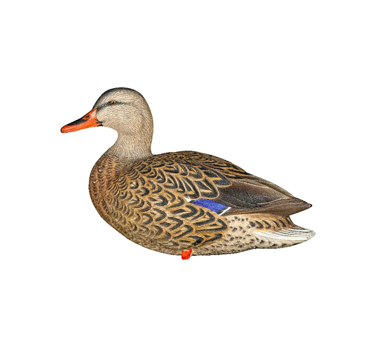 Avian-X AXP Full Body Mallards Fusion Pack (8061) — product image 5