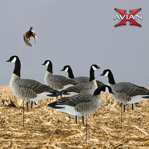 Avian-X AXP LESSERS Active Pack Goose Decoys (AVX9008) — product image 2