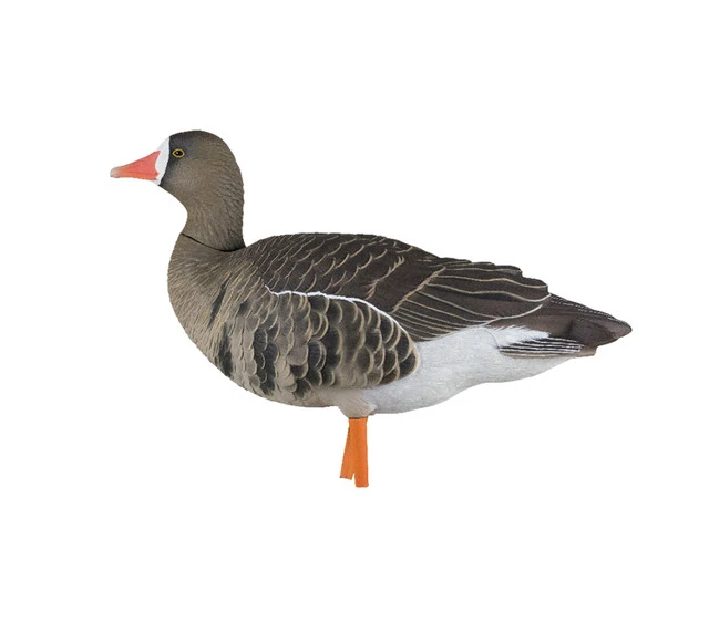 Avian X AXP Specklebelly Decoy Fusion Pack, 18 Pack (AVX9014) — product image 5