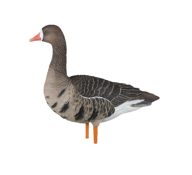 Avian X AXP Specklebelly Decoy Fusion Pack, 18 Pack (AVX9014) — product image 6