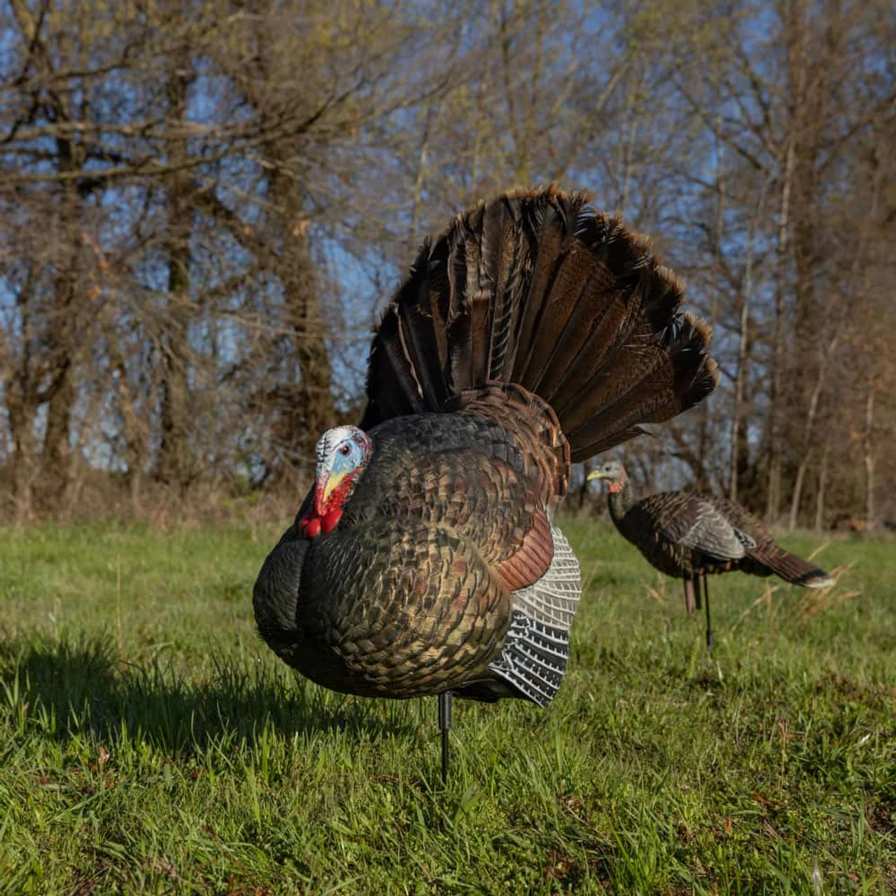 Avian X LCD Strutter Turkey Decoy Collapsible (AVX8004) — product image 2