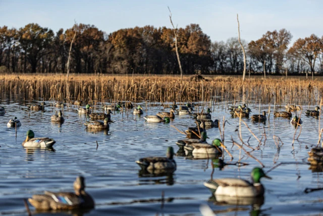 Avian-X Topflight Backwater Mallard Duck Hunting Decoys 6-Pack (8070) — product image 6