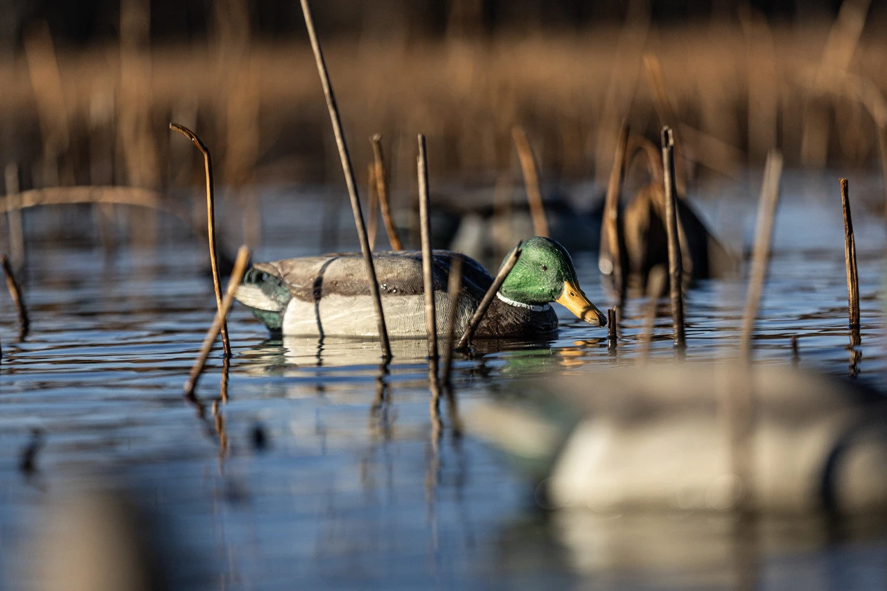 Avian-X Topflight Backwater Mallard Duck Hunting Decoys 6-Pack (8070) — product image 7