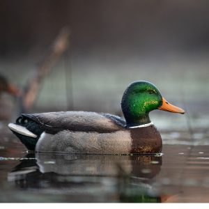 Avian-X Topflight Fusion Mallards Duck Decoys 6-Pack (AVX8076)