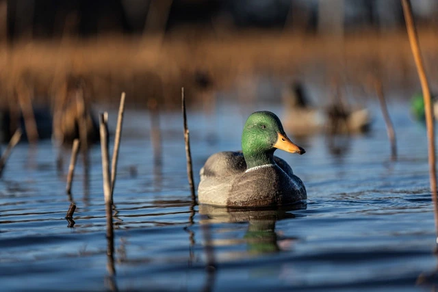 Avian-X Topflight Fusion Mallards Duck Decoys 6-Pack (AVX8076) — product image 6
