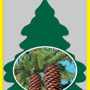 Little Trees Air Fresheners 6-Pack Royal Pine